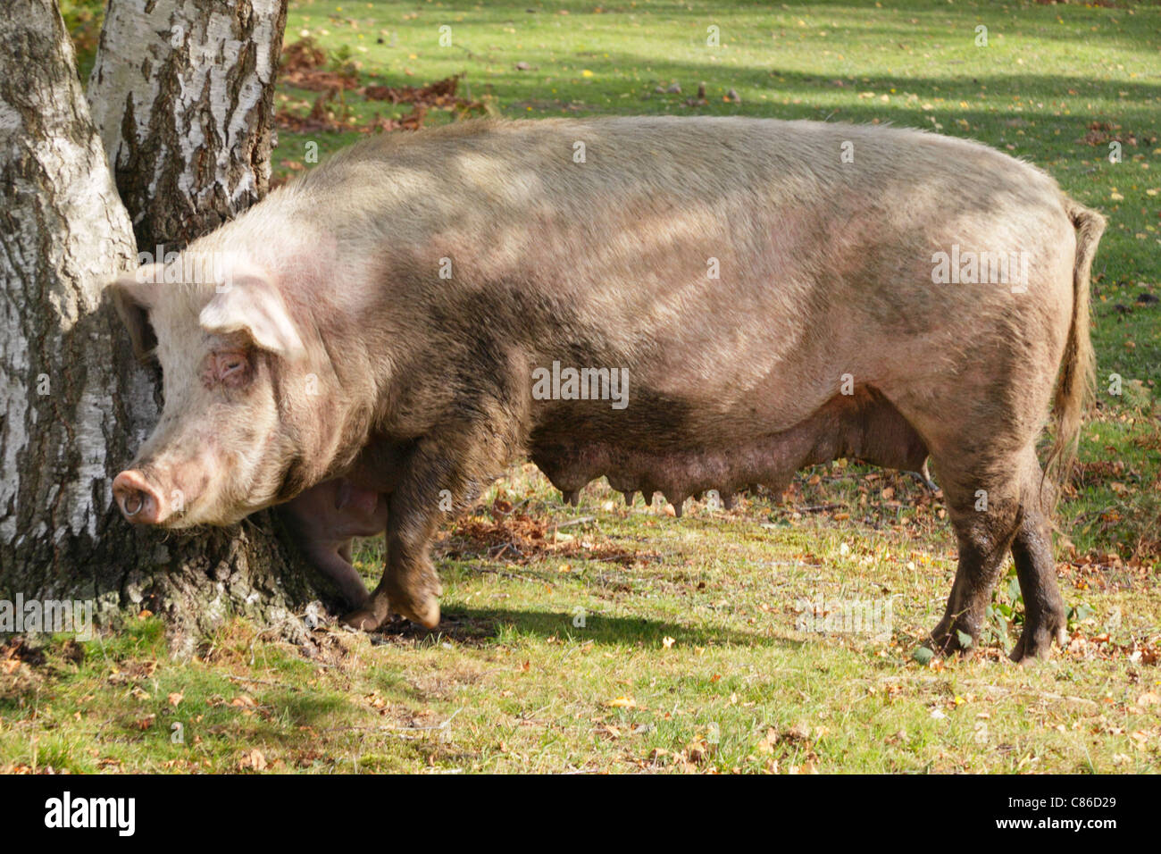 Das Züchten von Sau roaming frei und Nahrungssuche für Eicheln und Fallobst während zwei Monaten Herbstsaison Weideland im New Forest. Stockfoto