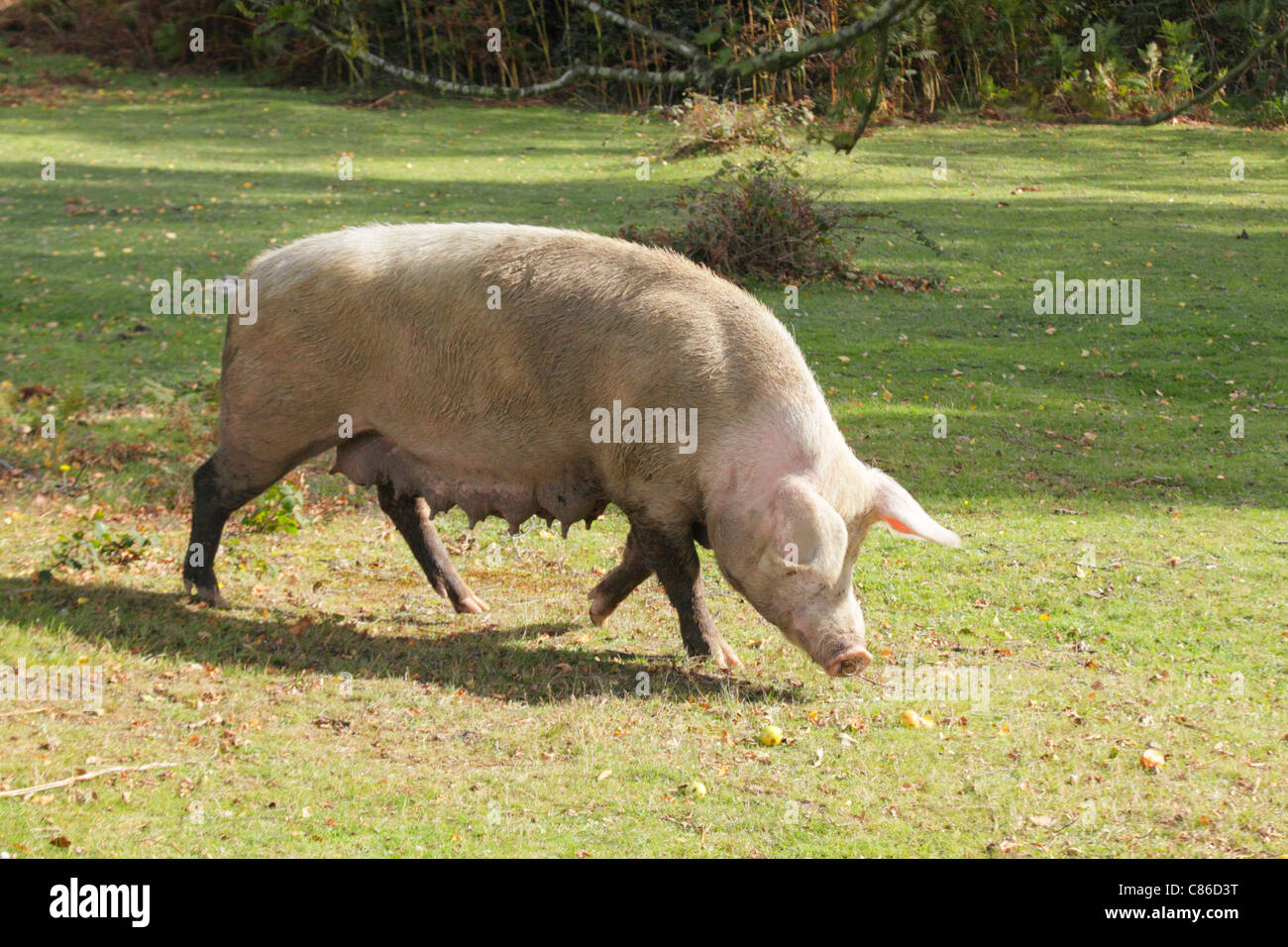 Das Züchten von Sau roaming frei und Nahrungssuche für Eicheln und Fallobst während zwei Monaten Herbstsaison Weideland im New Forest. Stockfoto