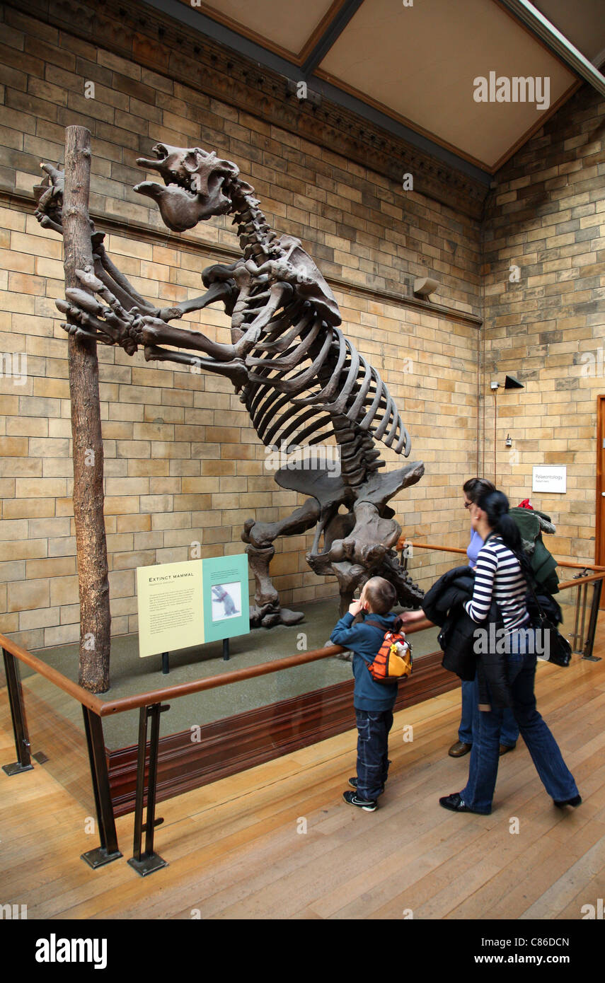 South American Giant Faultier Skelett in London Natural History Museum. Stockfoto