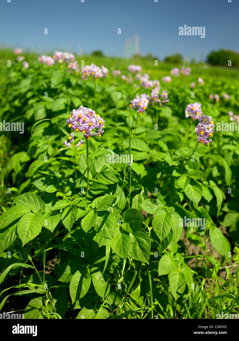 Blüte-Kartoffeln Stockfoto