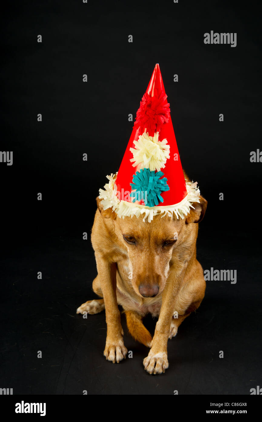 Party Animal mit Hut Stockfoto