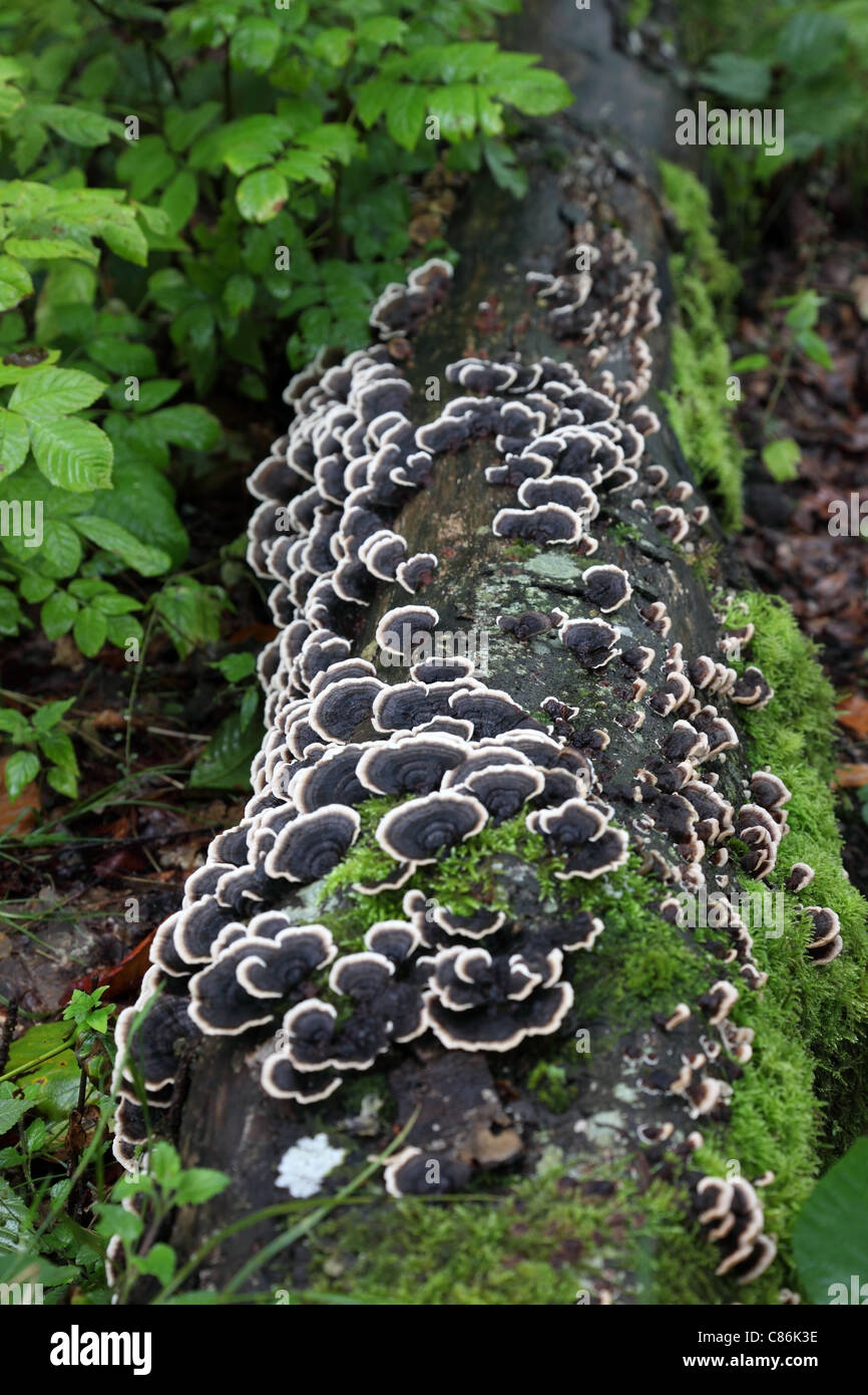 Gefallenen Baum bedeckt in vielen Zonen Polypore Pilze Coriolusextrakt versicolor Großbritannien Stockfoto