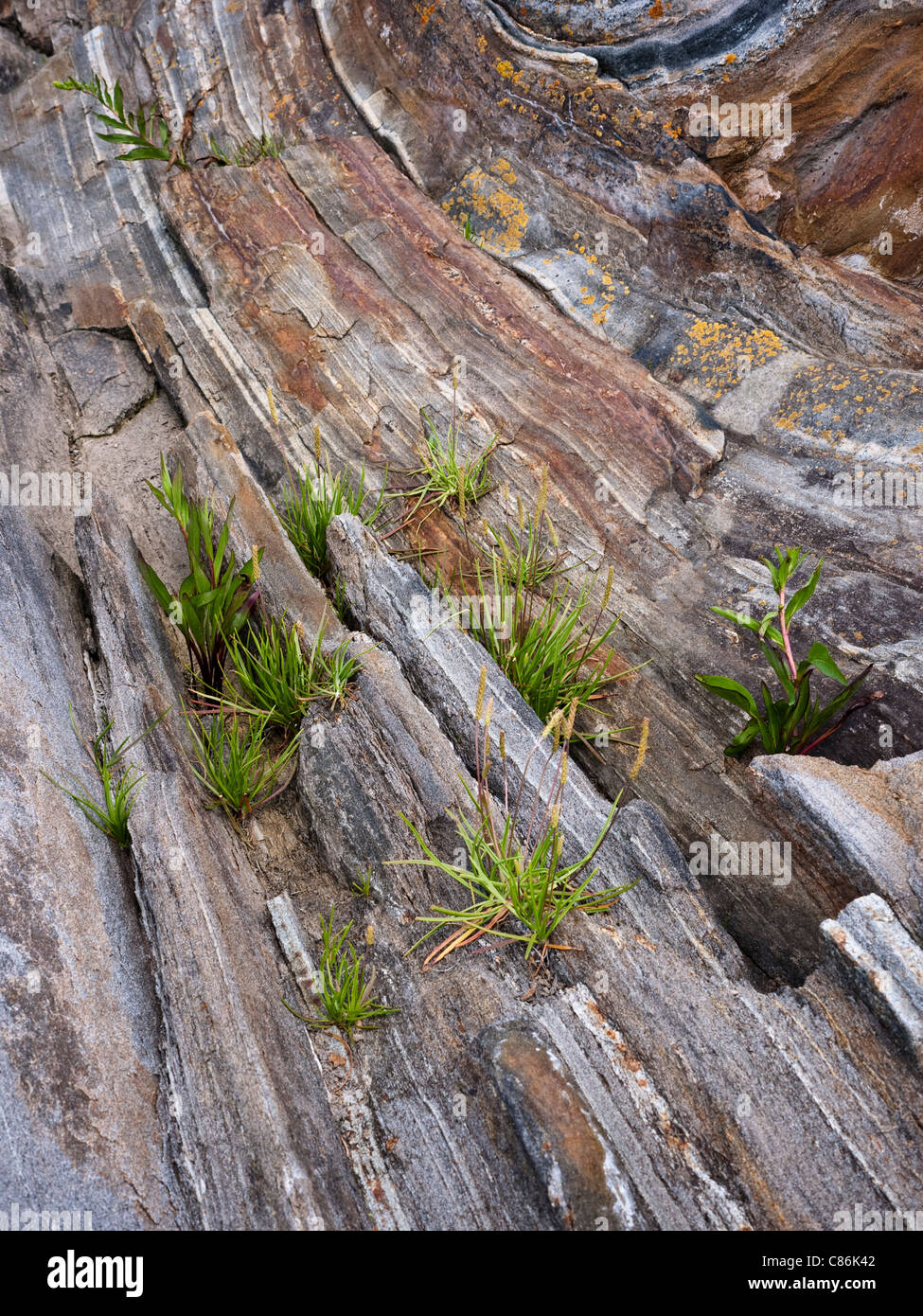 Nahaufnahme von der bunten rocky Vorland am Pemquid Point Maine USA Stockfoto