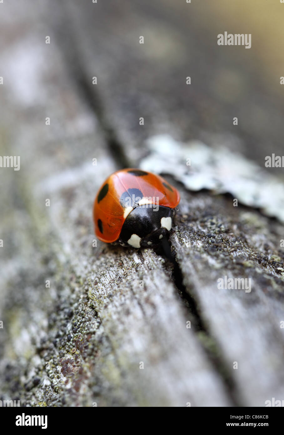 Detailansicht einer sieben Spot Marienkäfer Coccinella 7-Trommler Stockfoto