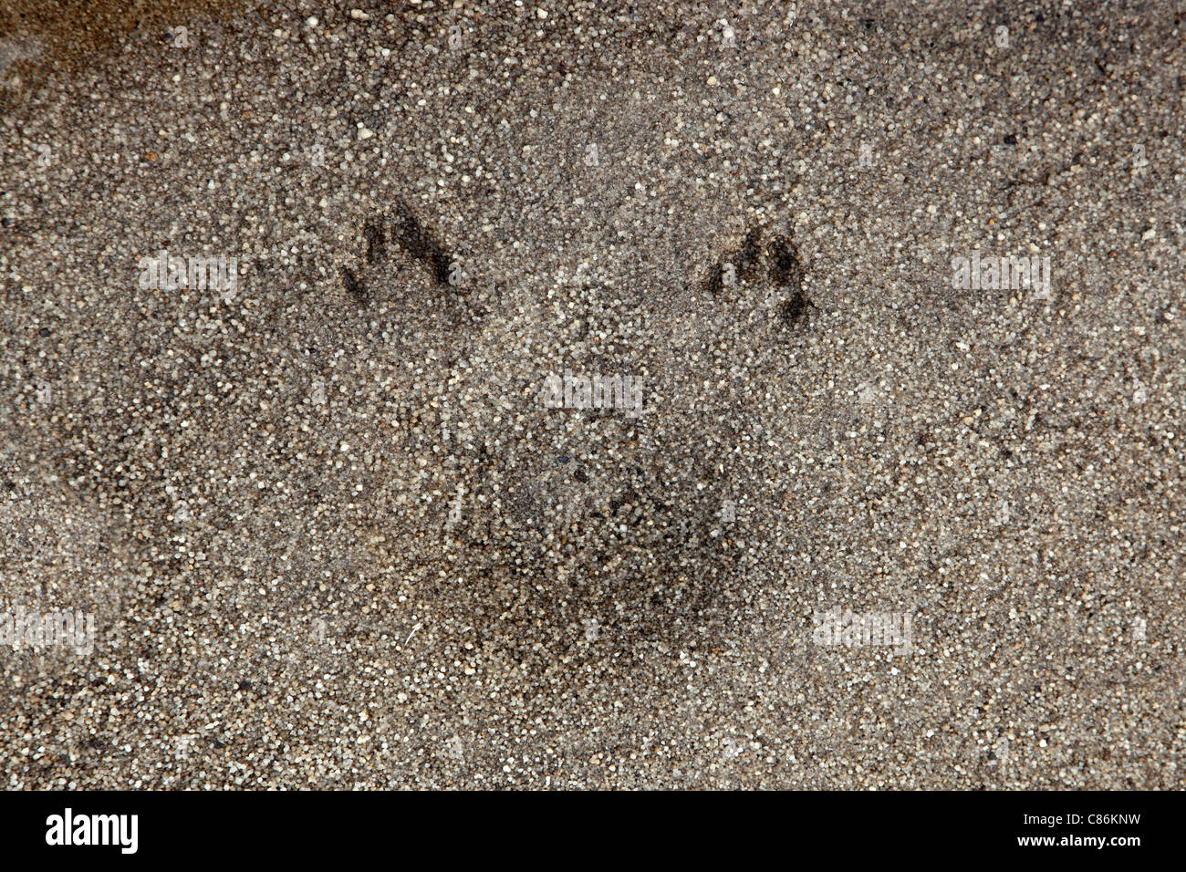 Tracking-Zeichen für ein Kaninchen hinten Pawprints mit Aufdruck unten links von einem Kaninchen trinken aus einem Stream UK Stockfoto