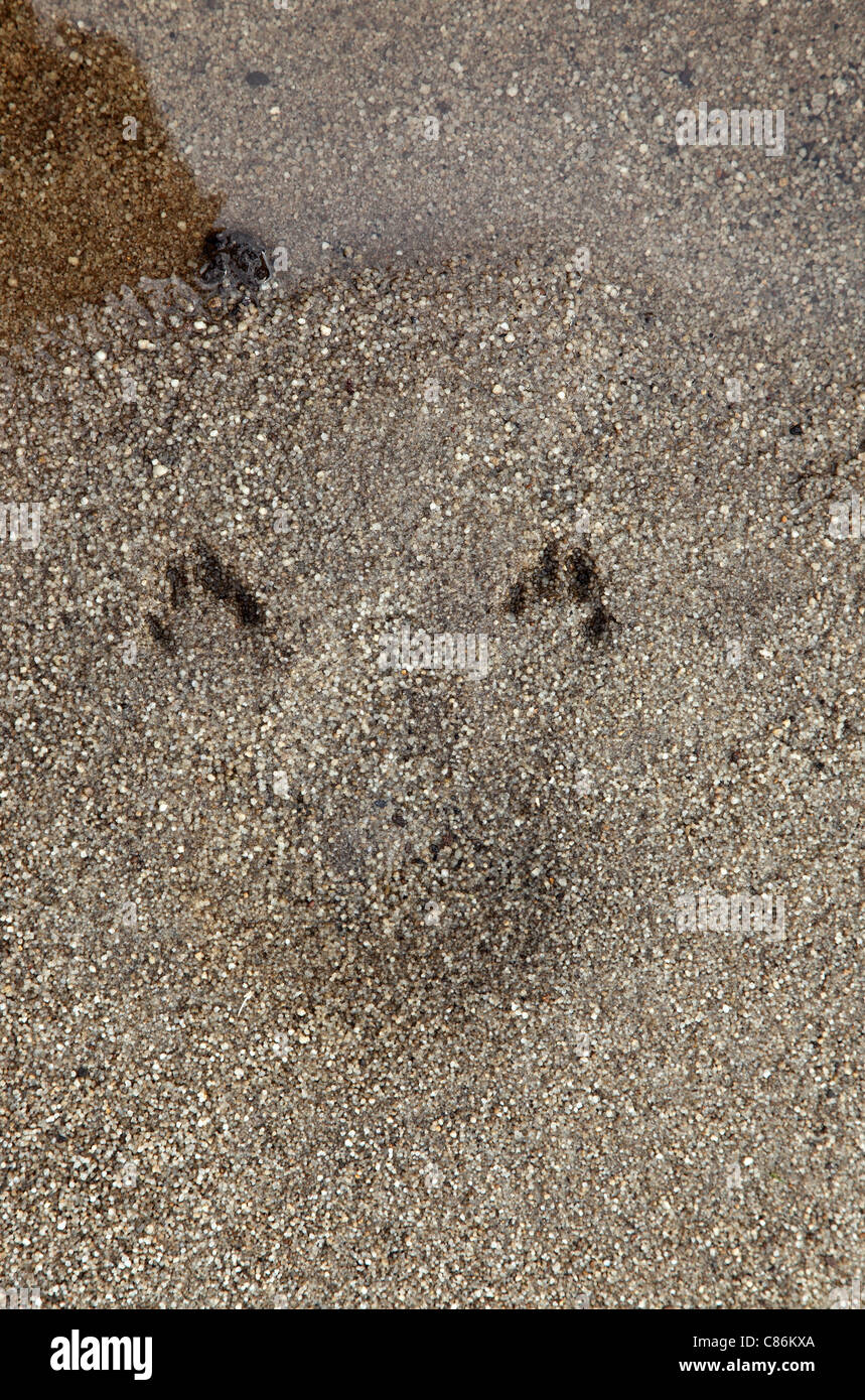 Kaninchen mit Aufdruck von hinten von einem Kaninchen trinken aus einem Stream UK Fußspuren Stockfoto