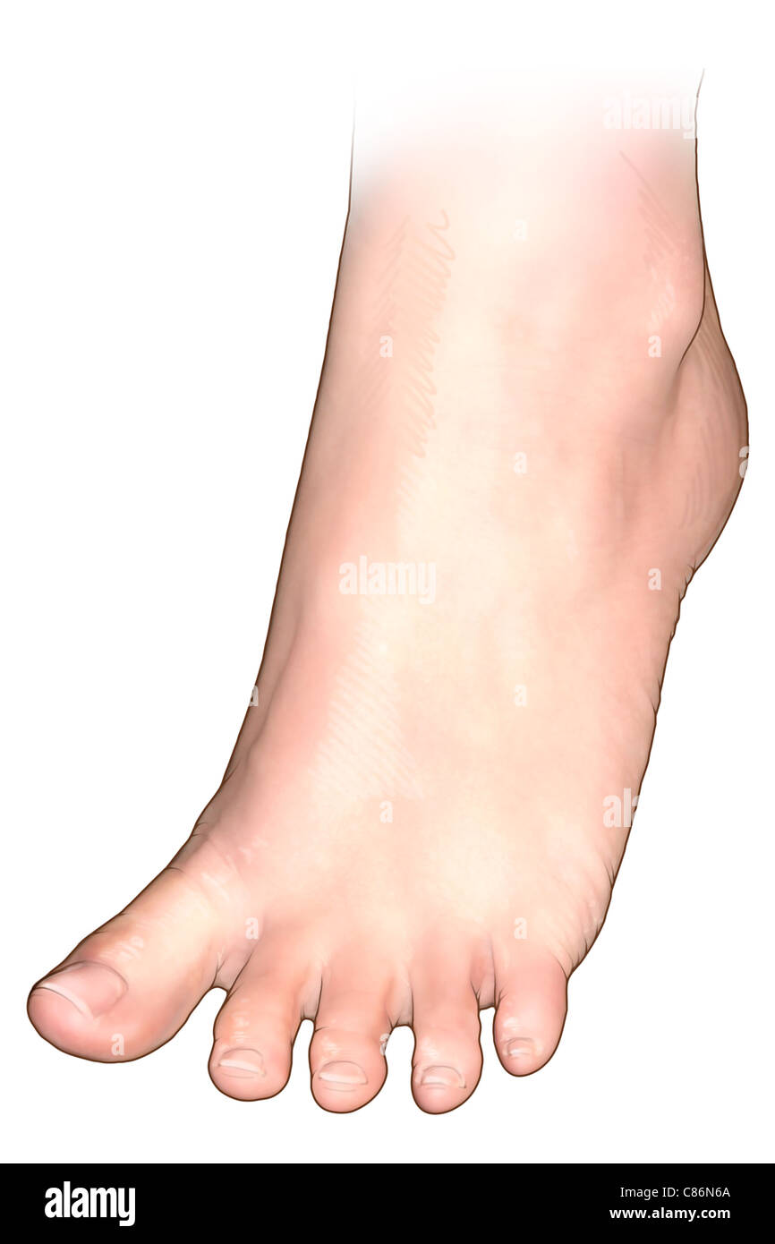 Dorsalen linken weiblichen Fuß Stockfoto