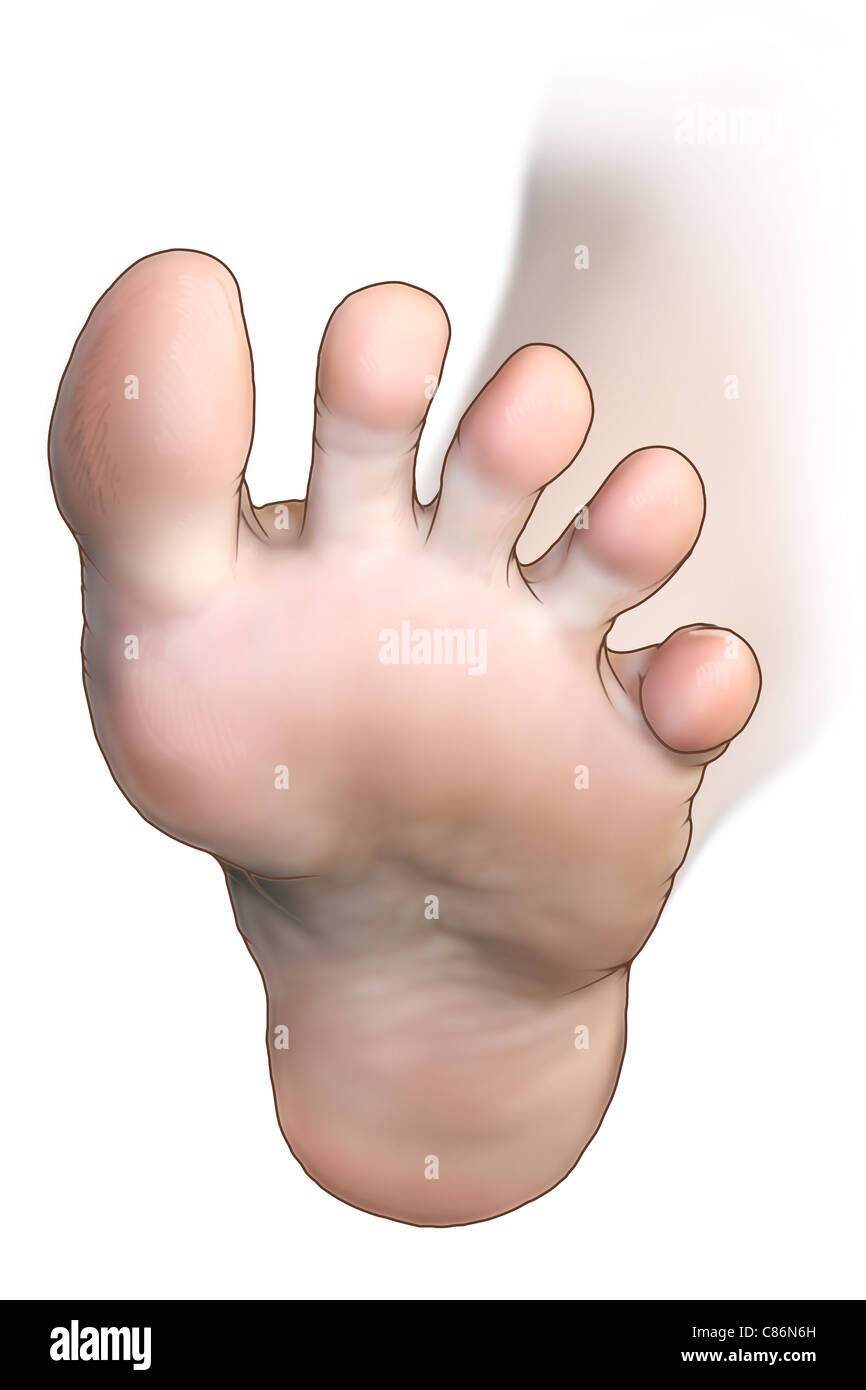 Ventralen linken weiblichen Fuß Stockfoto