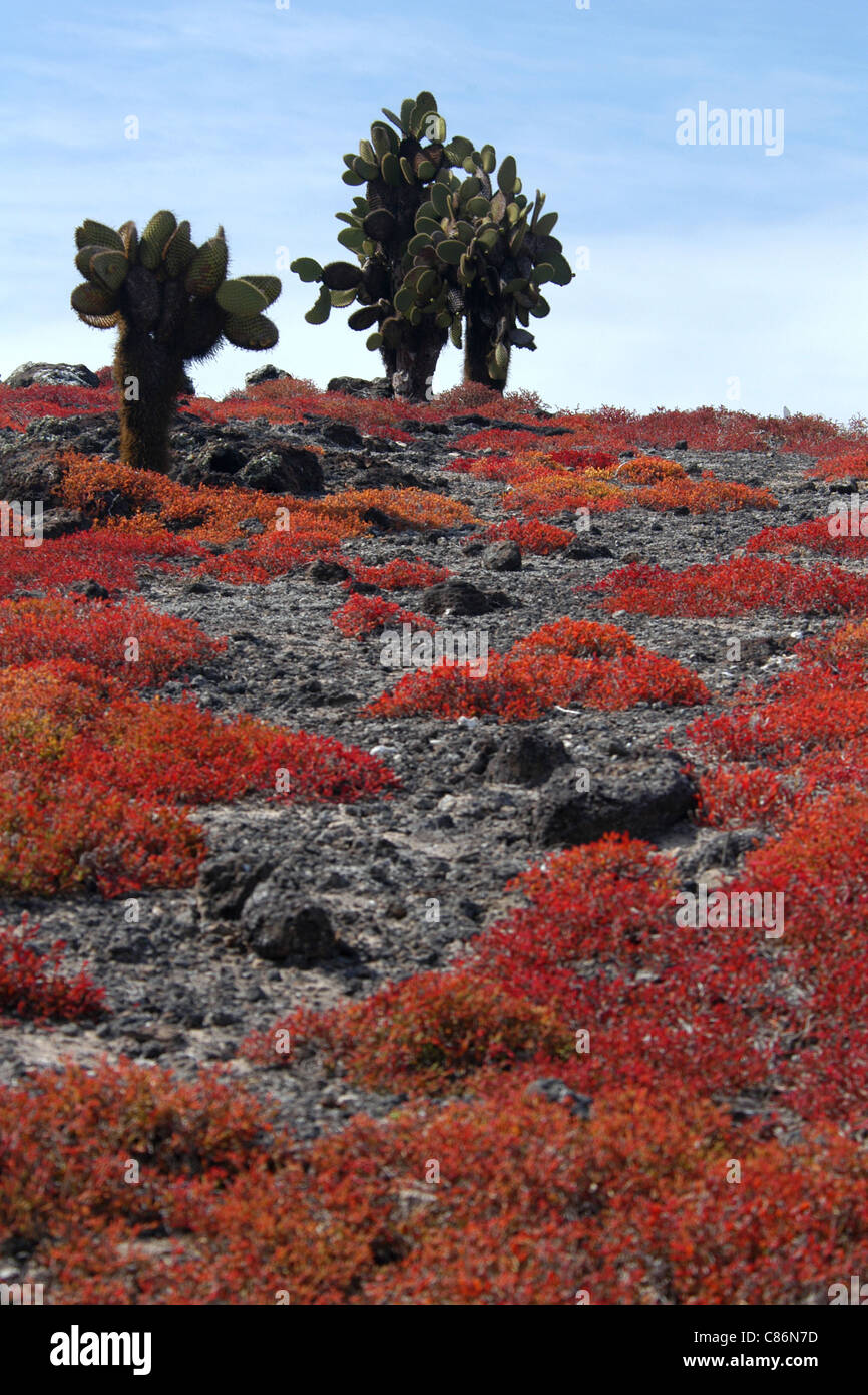 Typische Galapagos Landschaft mit Galapagos Feigenkaktus und Galapagos Teppich Unkraut auf den Galapagos-Inseln South Plaza Island. Stockfoto