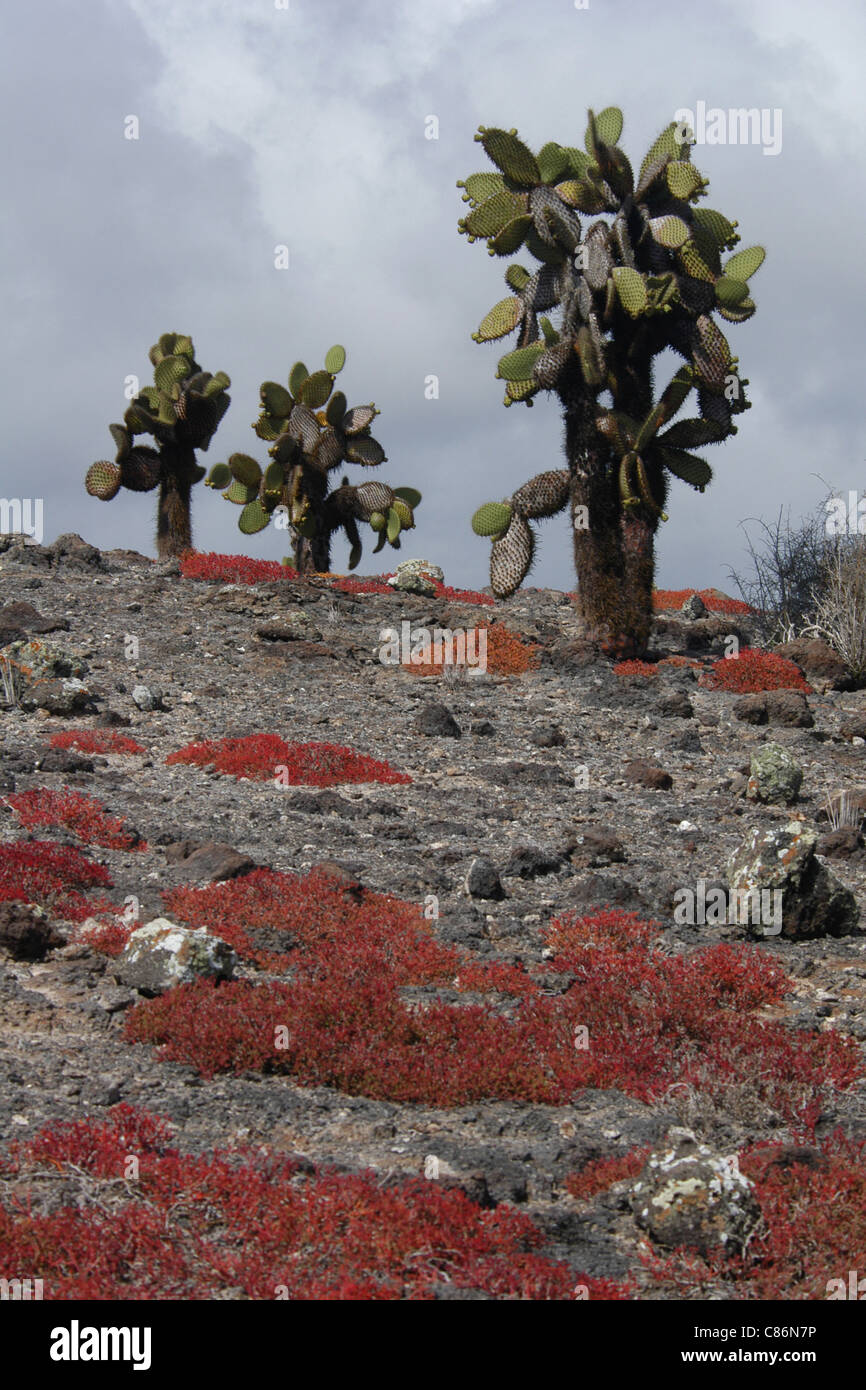 Typische Galapagos Landschaft mit Galapagos Feigenkaktus und Galapagos Teppich Unkraut auf den Galapagos-Inseln South Plaza Island. Stockfoto