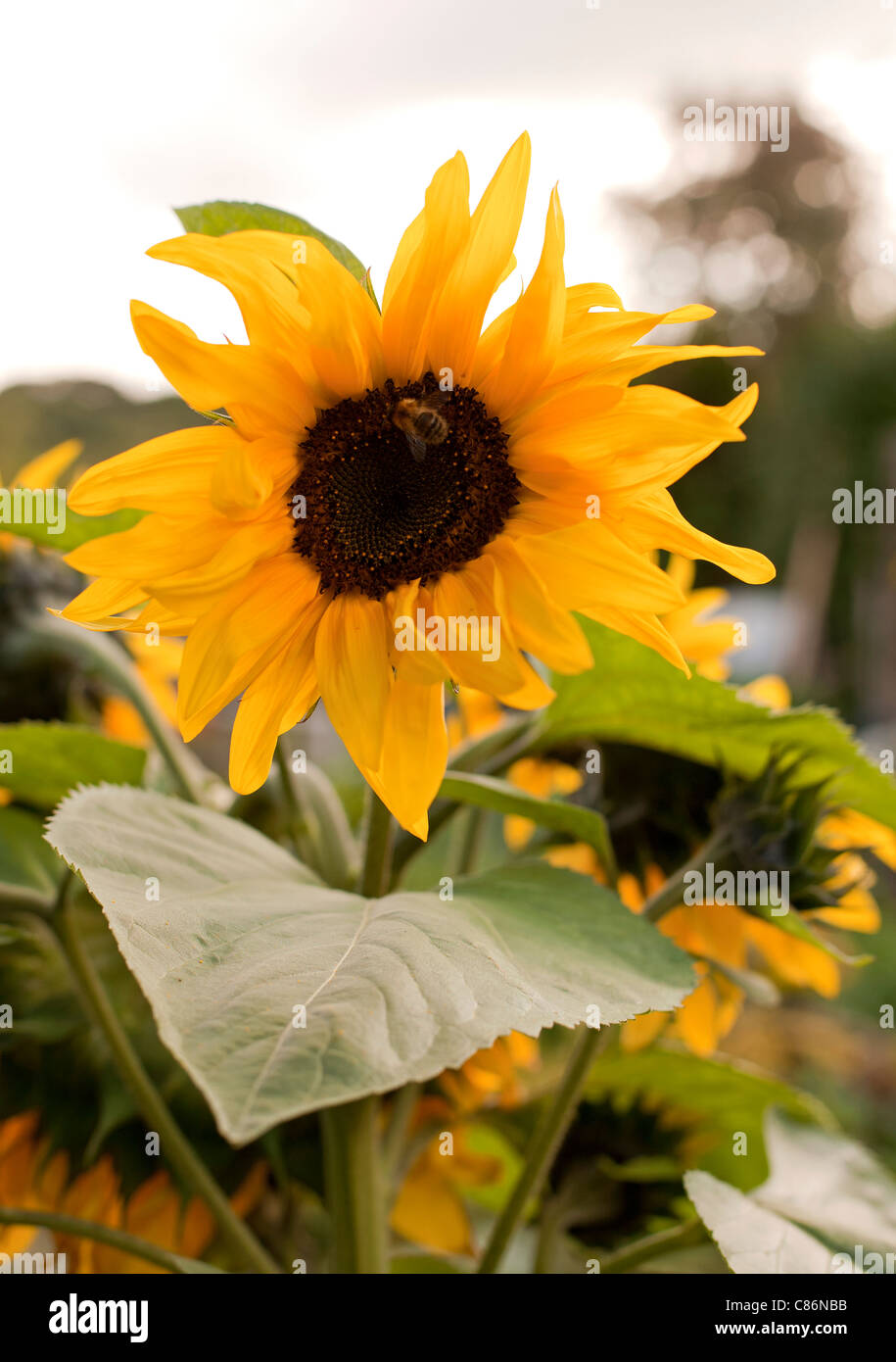 Sonnenblume Stockfoto