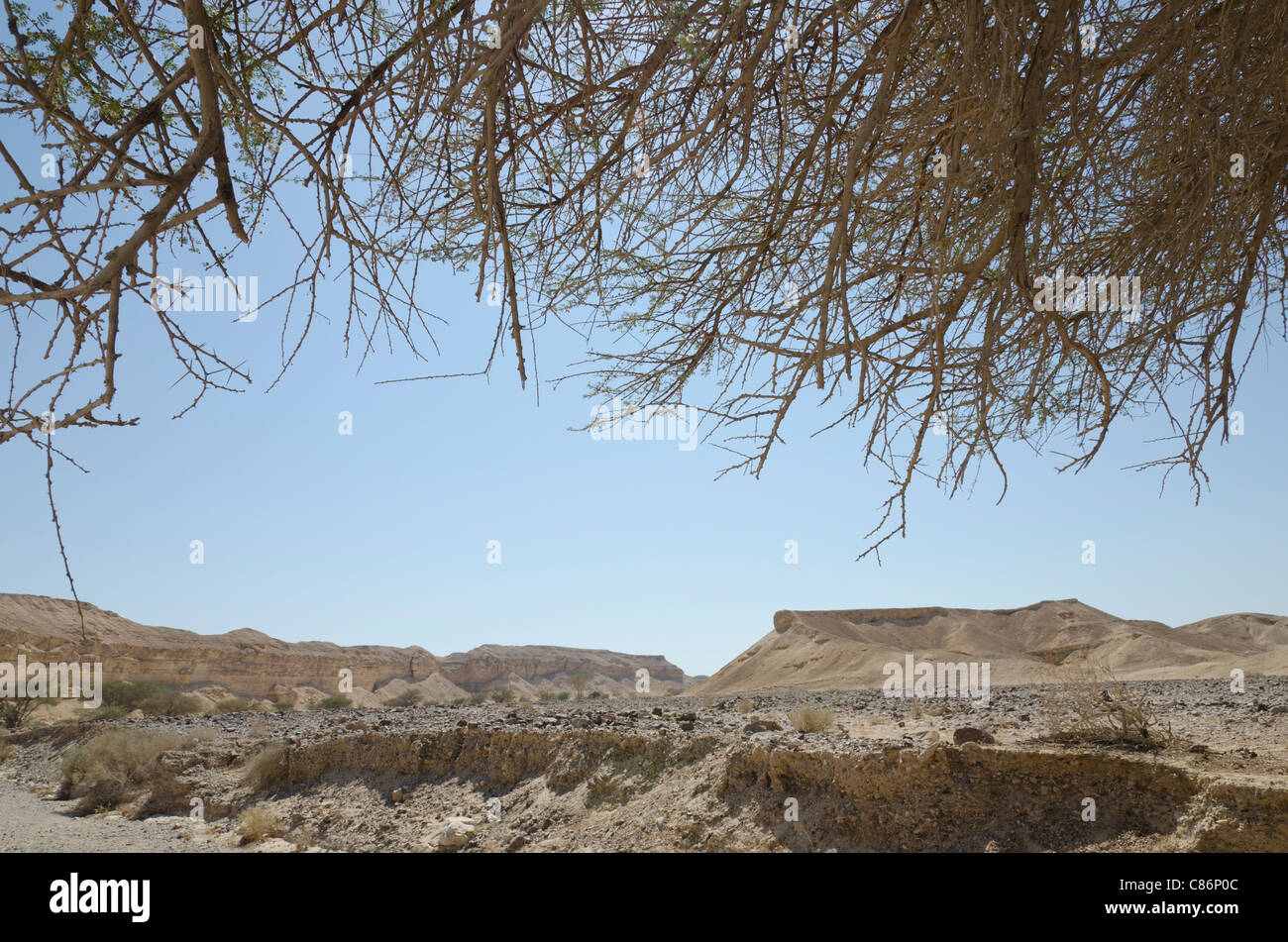 Wüste Ansicht mit Baum. Arava-Tal. Moa. Israel Stockfoto