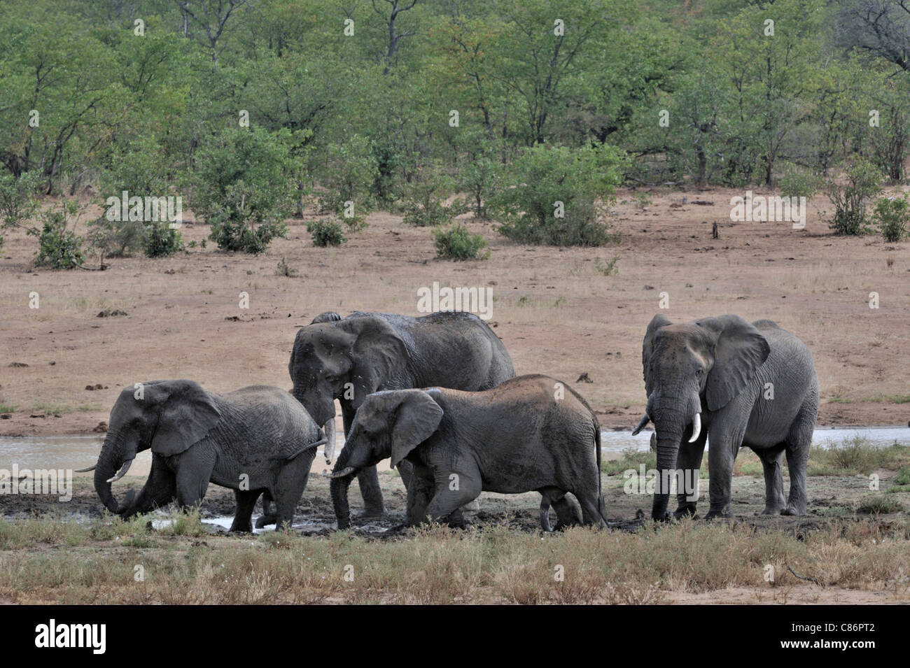 Afrikanischer Elefant (Loxodonta Africana Africana) Stockfoto