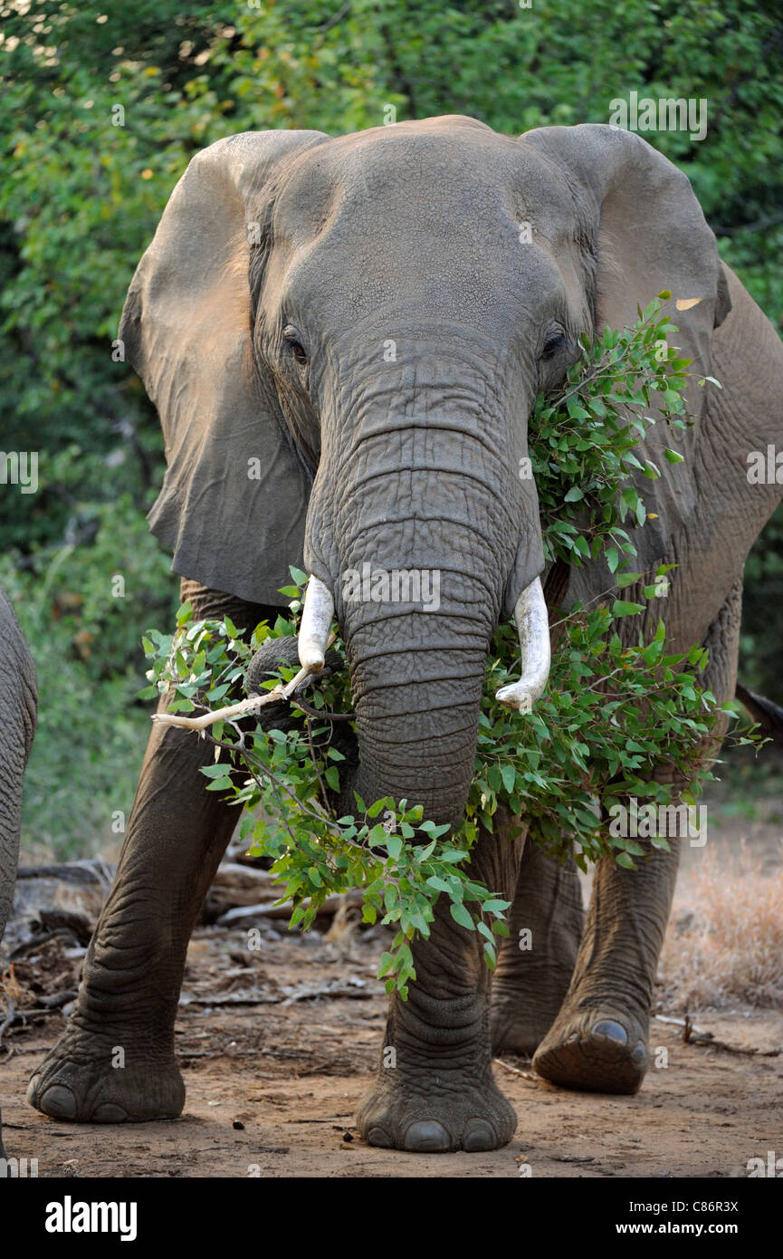 Afrikanischer Elefant (Loxodonta Africana Africana) Stockfoto