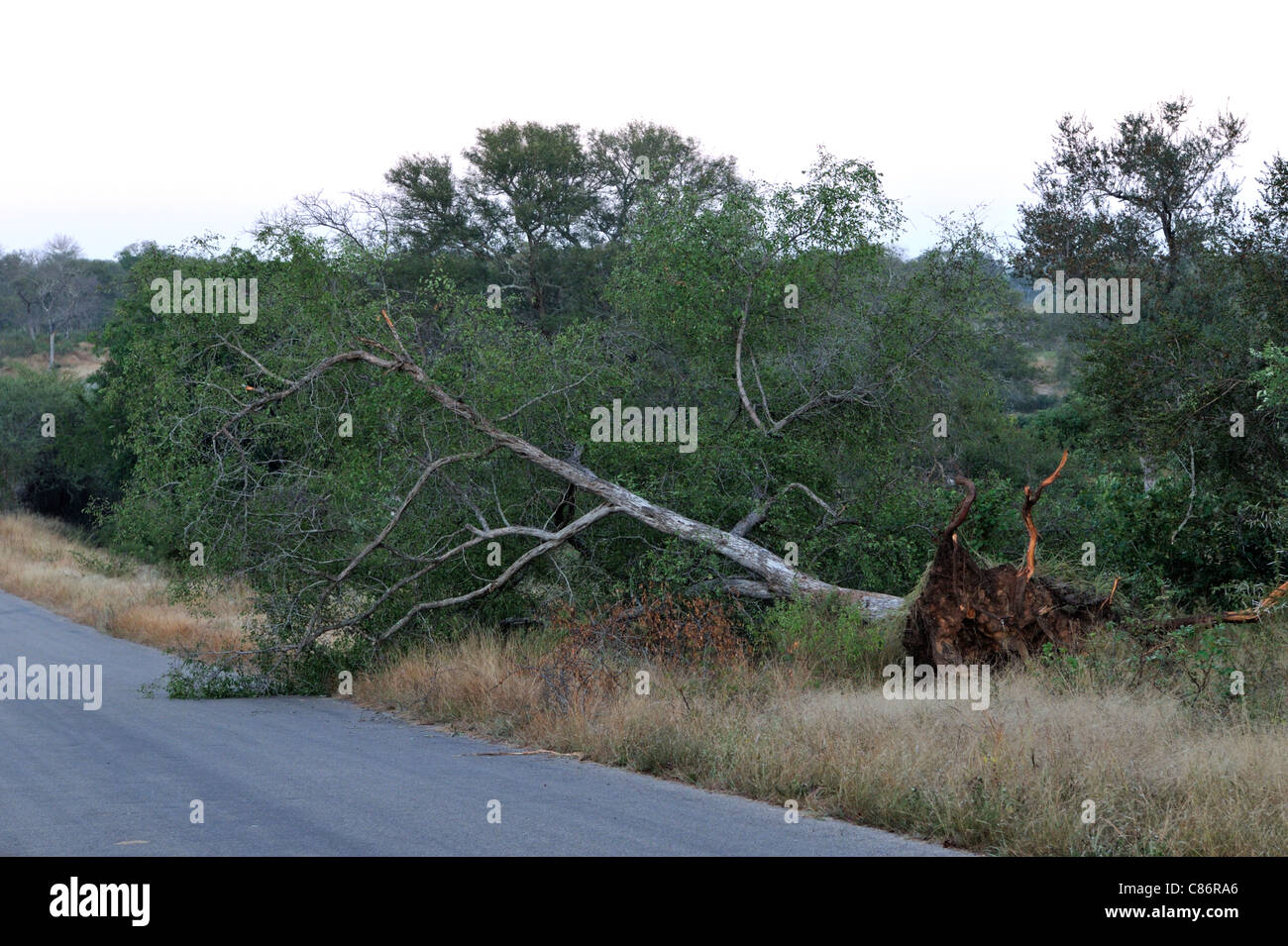 Baum gefällt durch Elefanten im Krüger Nationalpark, Südafrika Stockfoto