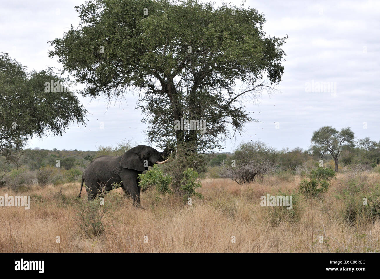 Afrikanischer Elefant (Loxodonta Africana Africana) Stockfoto