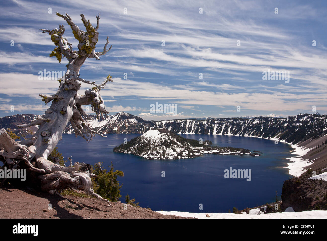 Alte weiße Rinde Pine, Pinus Albicaulis am Kraterrand auf ca. 2200m, Crater Lake Nationalpark, Oregon Stockfoto