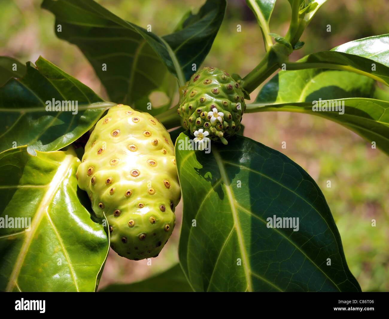 Früchte und Blumen von Morinda Citrifolia Noni genannt, Mittelamerika, Costa Rica Stockfoto