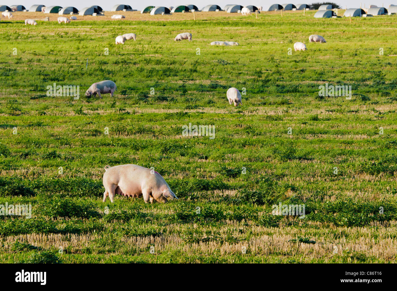 Schweine in einem Feld bei einer freilaufenden Bio-Bauernhof Stockfoto