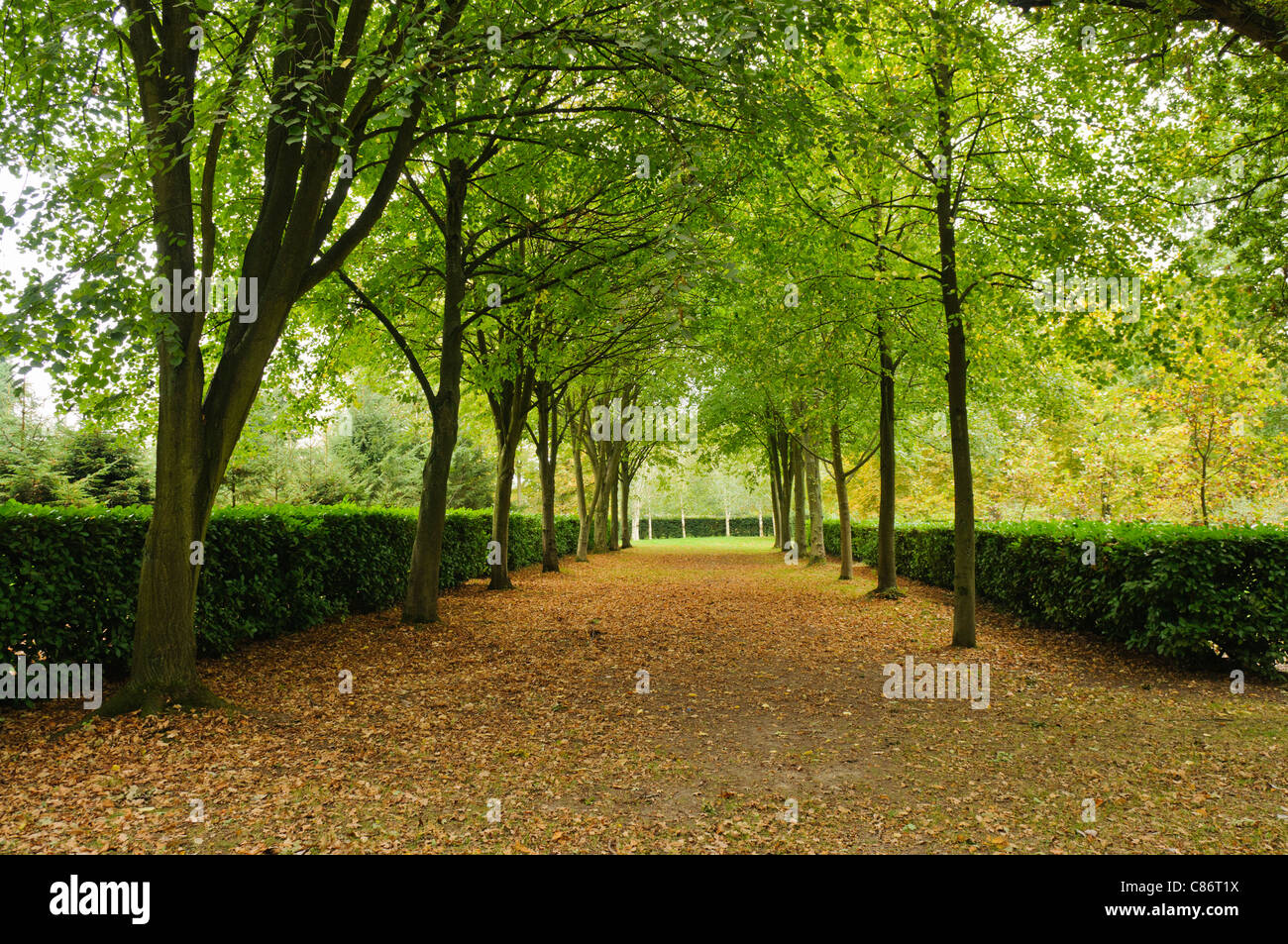 Die Baum-Kathedrale, Whipsnade Stockfoto