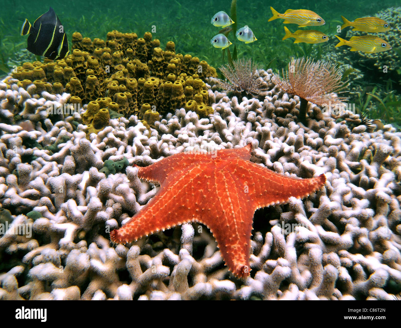 Unterwasser-Leben auf dem Meeresboden des karibischen Meeres mit Seestern auf Korallen, Schwamm, marine Wurm und tropische Fische Stockfoto