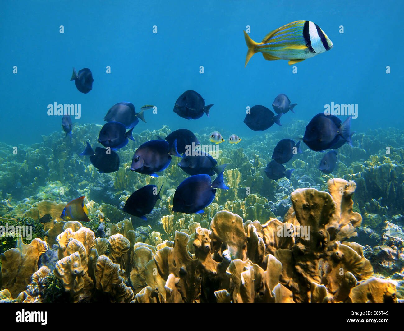 Korallenriff mit tropischen Fischen, Karibik, Riviera Maya, Mexiko Stockfoto
