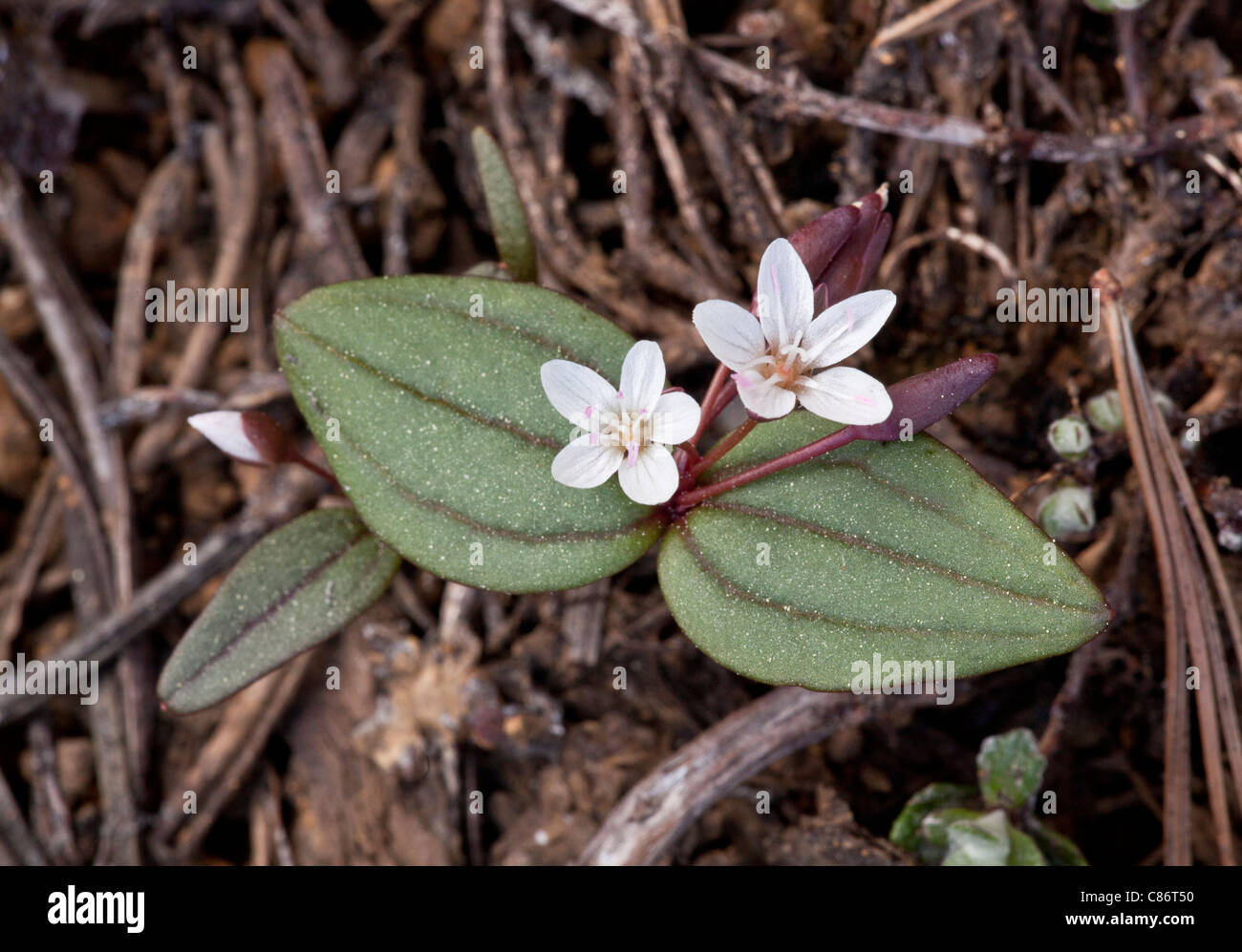 Claytonia Lanceolata, in Blüte am Mount Eddy, Kalifornien. Stockfoto