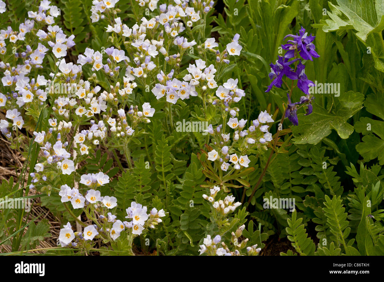 Die Jakobsleiter Polemonium Californicum und Menzies Rittersporn, Delphinium Menziesii auf Mount Ashland, Oregon, USA Stockfoto