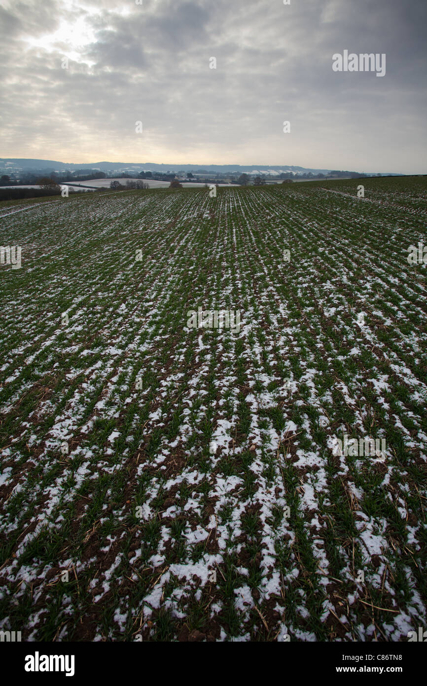 Feld in Somerset mit Schnee unter dem Rasen verstreut Stockfoto
