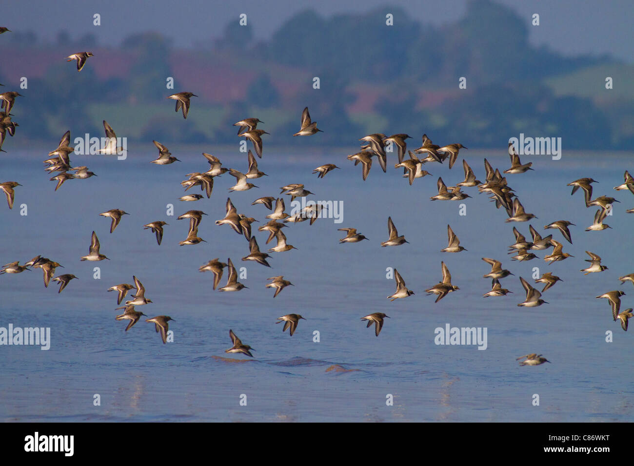 Eine gemischte Herde von Watvögel im Flug über den Severn Mündung Stockfoto