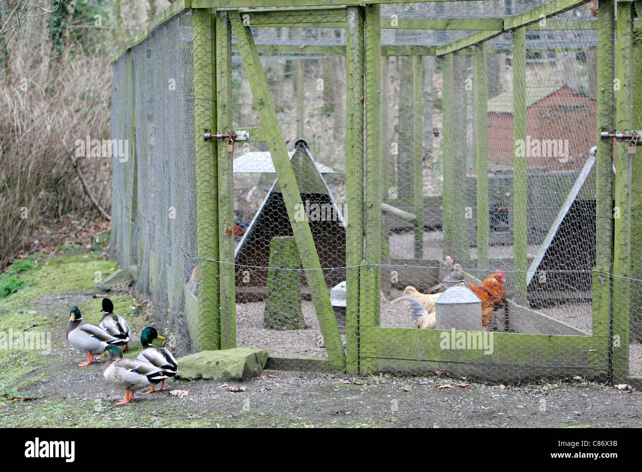 Wilde Enten außerhalb Käfigen mit Stammbaum Geflügel und Federwild auf einer Freilandhaltung Farm in County Armagh Nordirland während eines Ausbruchs der Vogelgrippe Vogelgrippe Angst erhöht H5N1 im Vereinigten Königreich. Es wird befürchtet, dass wilde Zugvögel die Krankheit in das Vereinigte Königreich inländische Aktien bringen werden. Stockfoto