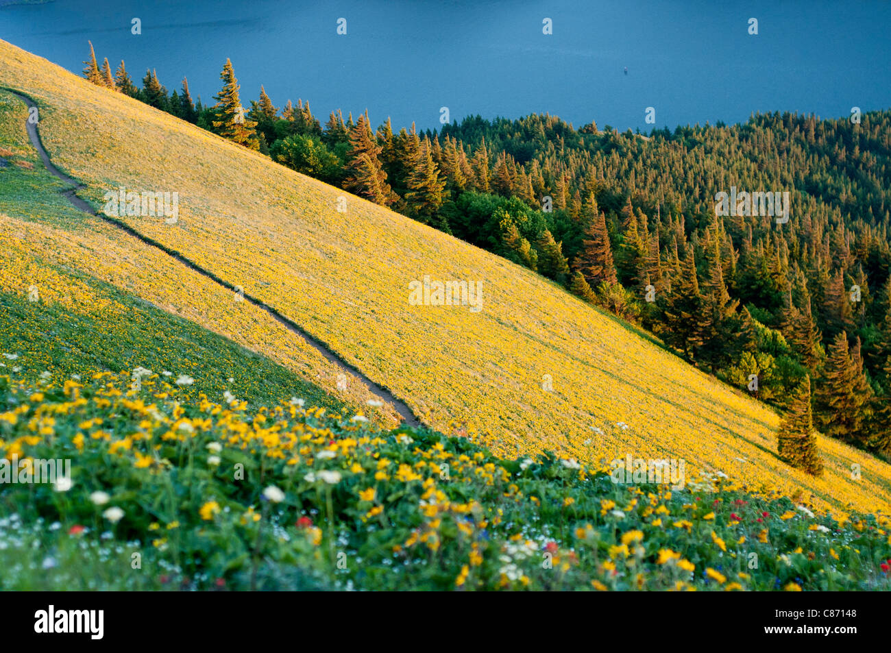 Hund-Berg, Columbia River Gorge, Washington, Frühlingsblumen, Alp Stockfoto