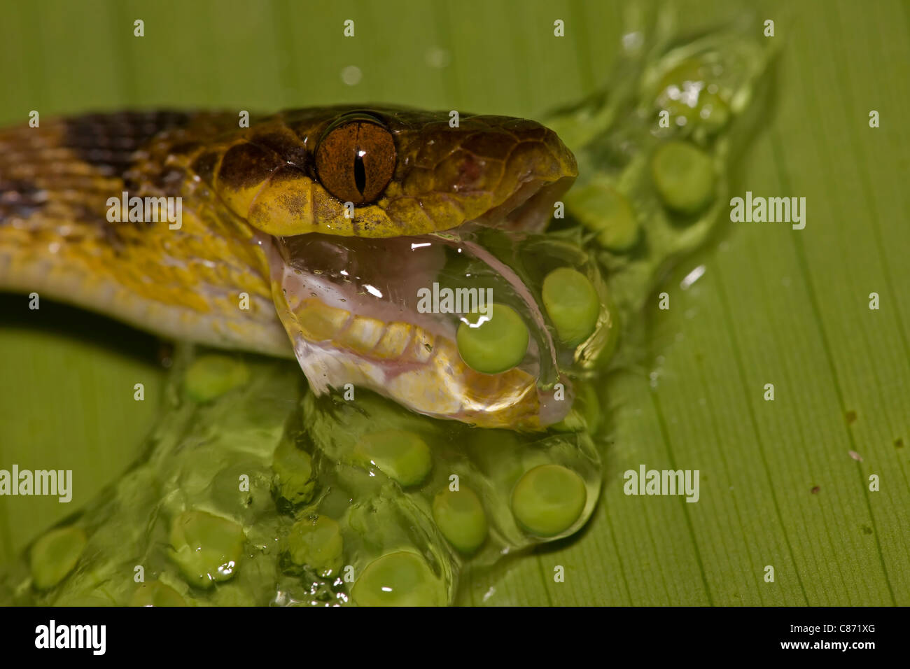 Nördlichen Cat-eyed Snake - (Leptodeira Septentrionalis) - essen Frosch Eiern - Costa Rica - tropischer Regenwald Stockfoto