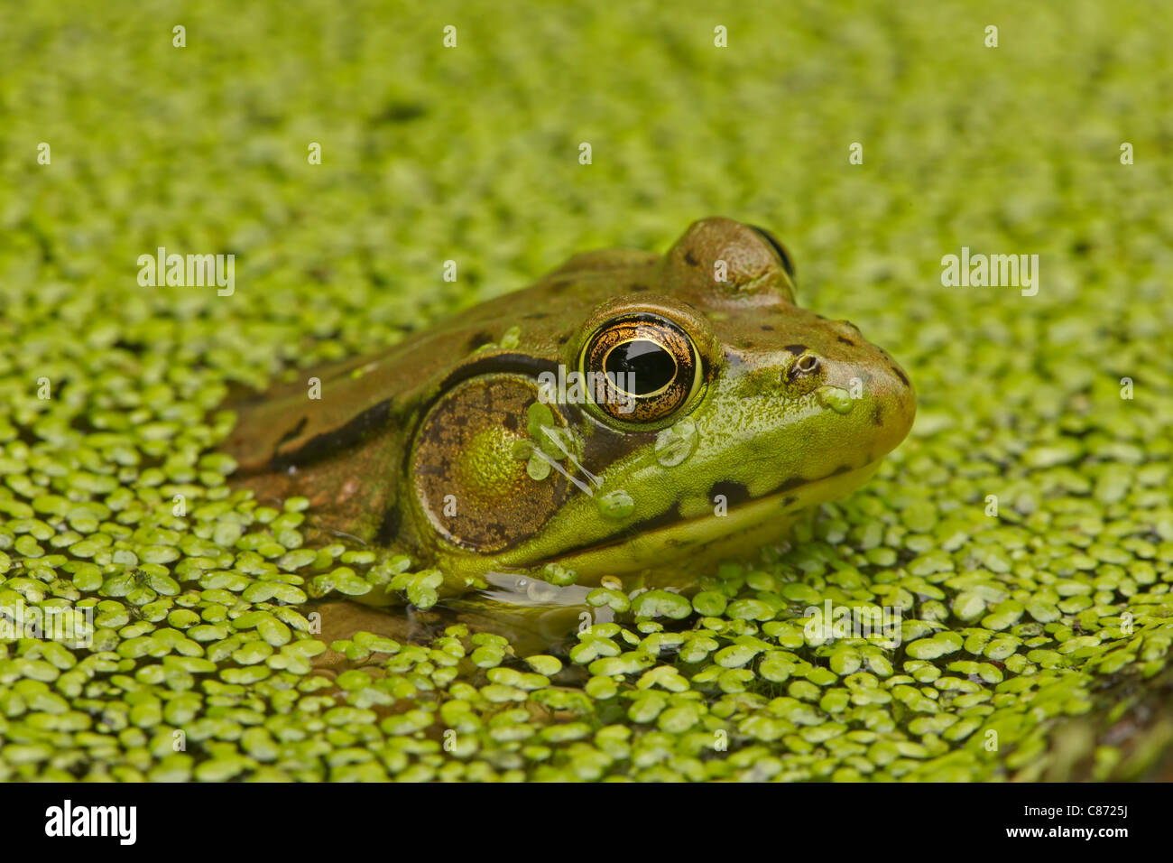 Grüner Frosch - (Rana Clamitans) - New York - U.S.A. - Wasserlinse Stockfoto