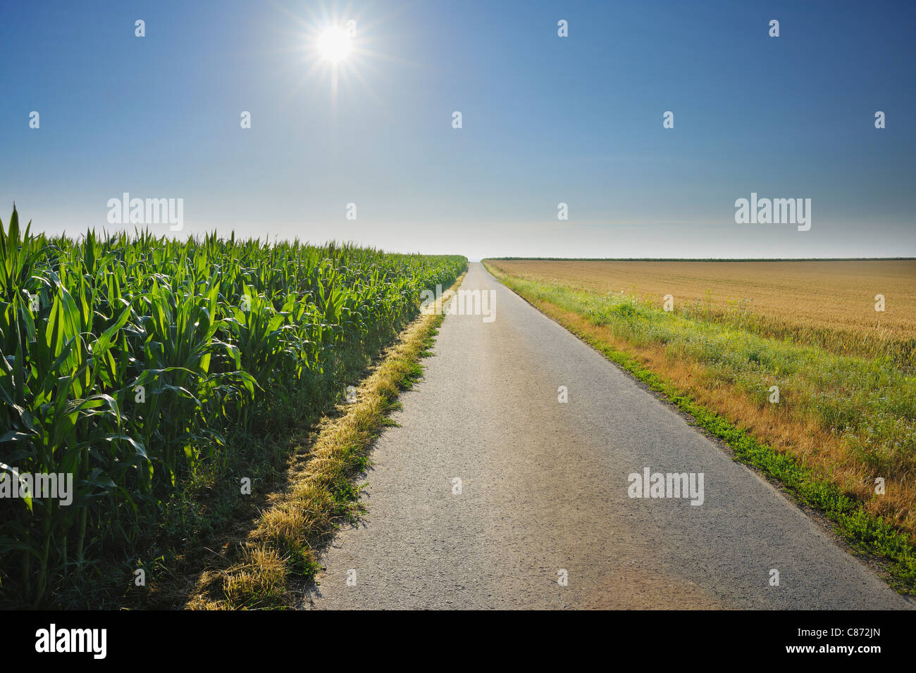 Landstraße zwischen Feldern, Unterpleichfeld, Franken, Bayern, Deutschland Stockfoto