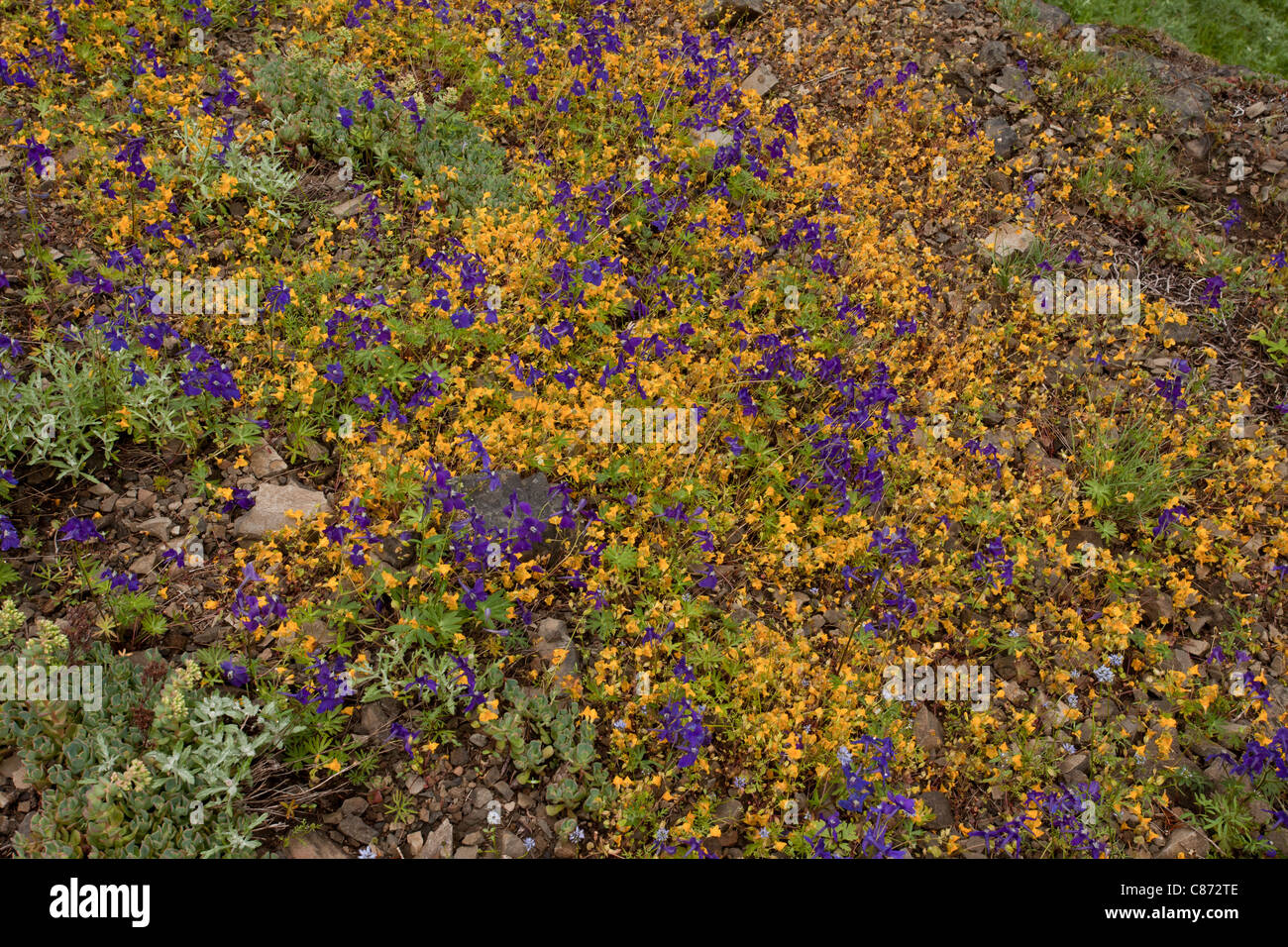 Spektakuläre Displays von alpine Sommerblumen auf Cone Peak, zentrale Kaskaden, Oregon, USA. Stockfoto