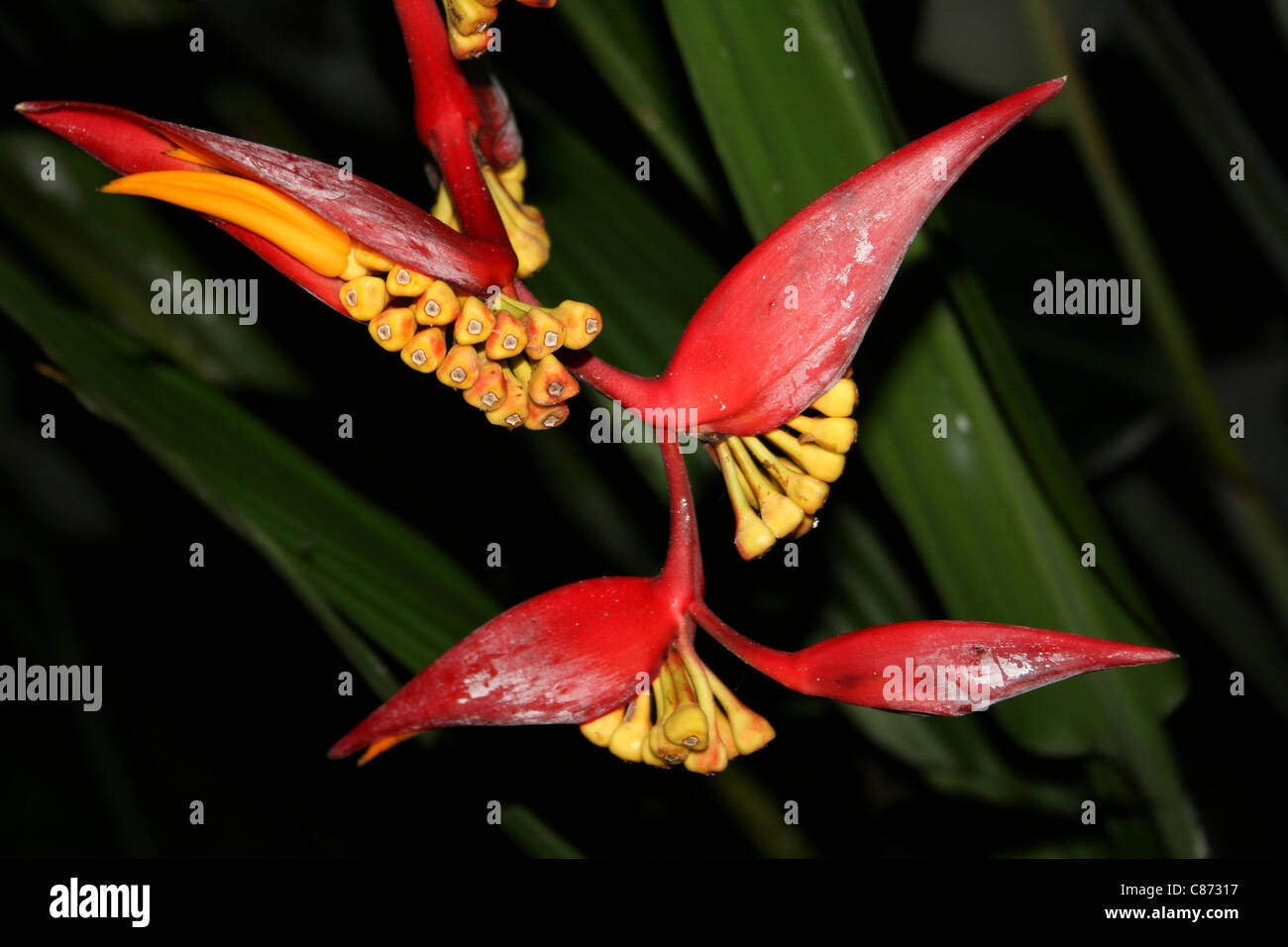 Leuchtend rote und gelbe Heliconia Blumen, Indonesien Stockfoto