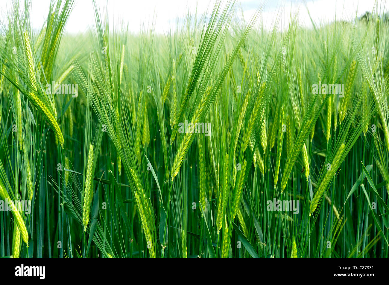 Bereich der Gerste (Hordeum sp) im Frühjahr. Stockfoto