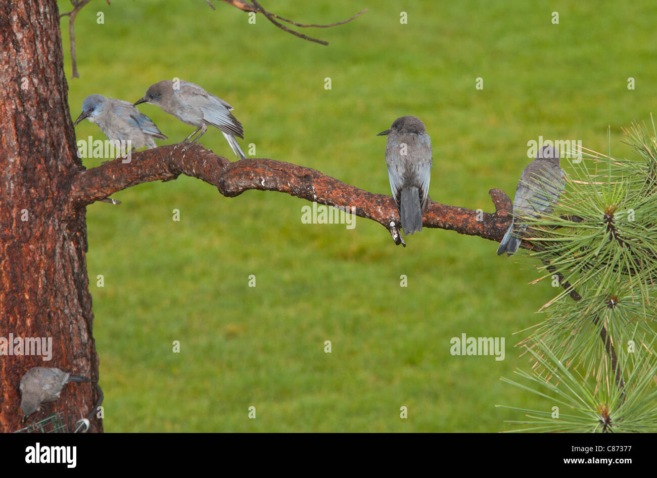 Pinyon Eichelhäher, Gymnorhinus Cyanocephalus bei einem Feeder an Schwestern, Cascade Mountains, Oregon. Stockfoto