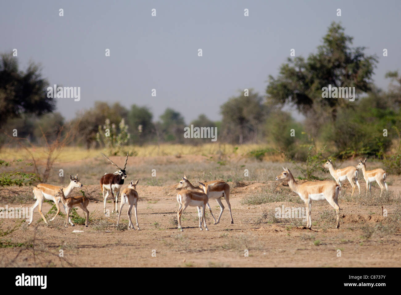 Blaue Bull Nilgai männliche Antilope mit Weibchen, Boselaphus Tragocamelus, in der Nähe von Rohet in Rajasthan, Nordindien Stockfoto