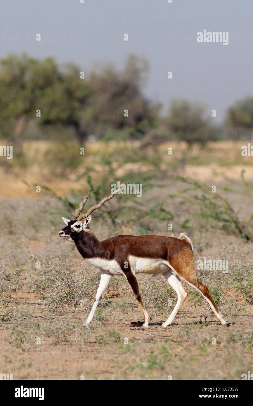 Blaue Bull Nilgai männliche Antilope, Boselaphus Tragocamelus, in der Nähe von Rohet in Rajasthan, Nordindien Stockfoto