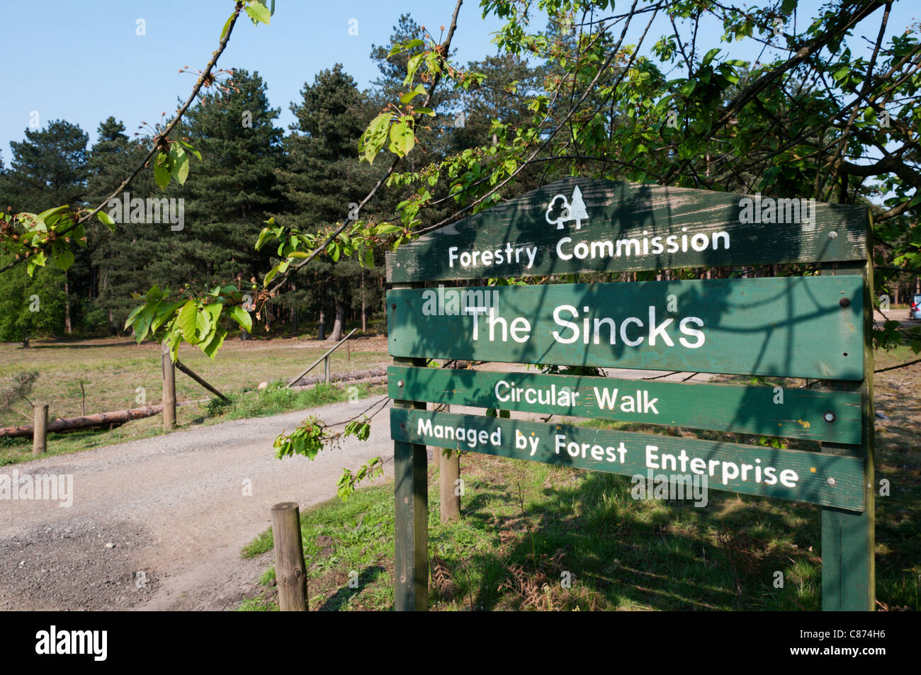 Melden Sie sich für eine Rundwanderung auf der Sincks Forstverwaltung Wald in Thetford Forest Park. Stockfoto