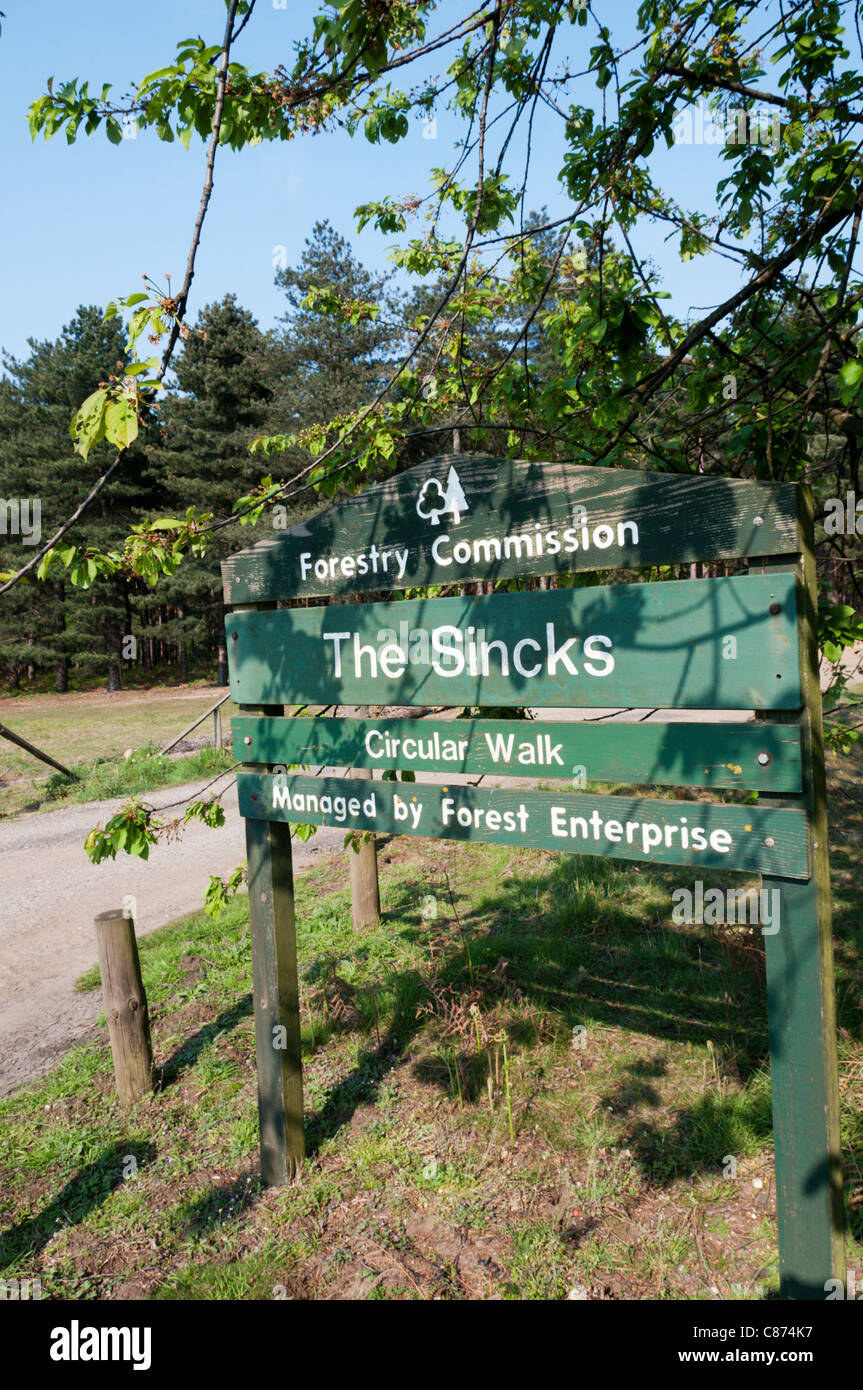 Melden Sie sich für eine Rundwanderung auf der Sincks Forstverwaltung Wald in Thetford Forest Park. Stockfoto