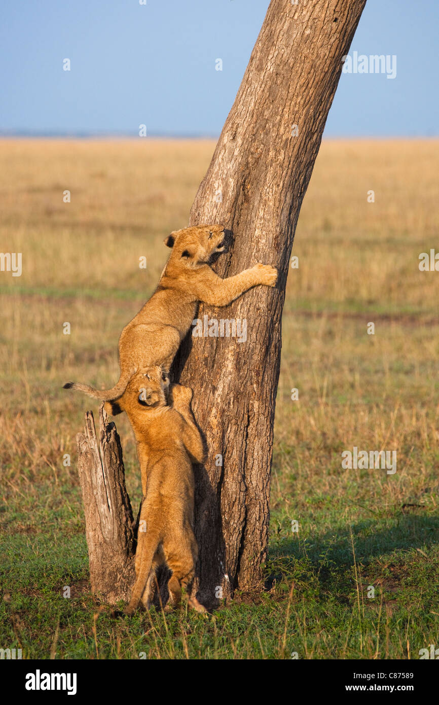 Löwenbabys Kletterbaum, Masai Mara National Reserve, Kenia Stockfoto