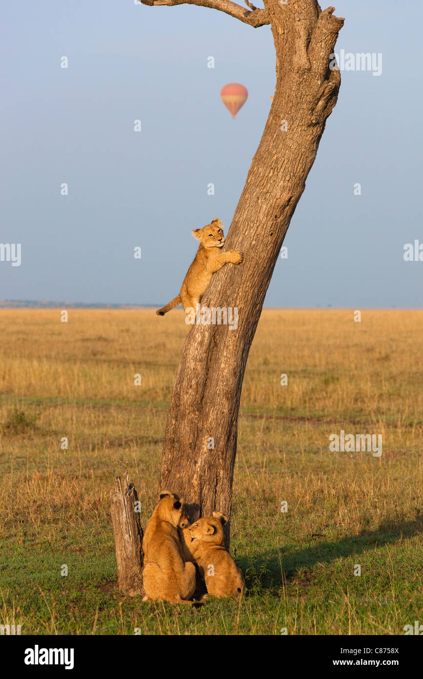 Löwenbabys Kletterbaum, Masai Mara National Reserve, Kenia Stockfoto