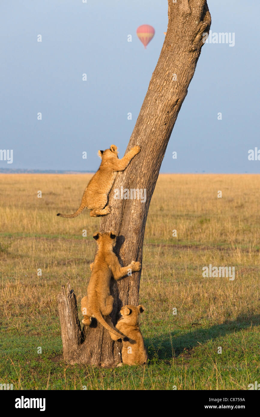 Löwenbabys Kletterbaum, Masai Mara National Reserve, Kenia Stockfoto