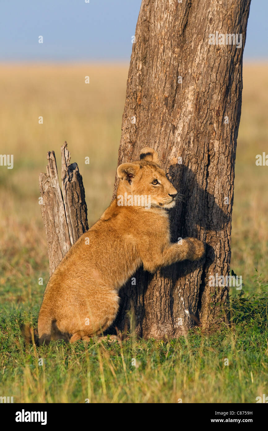 Lion Cub auf Baumstamm, Masai Mara National Reserve, Kenia Stockfoto