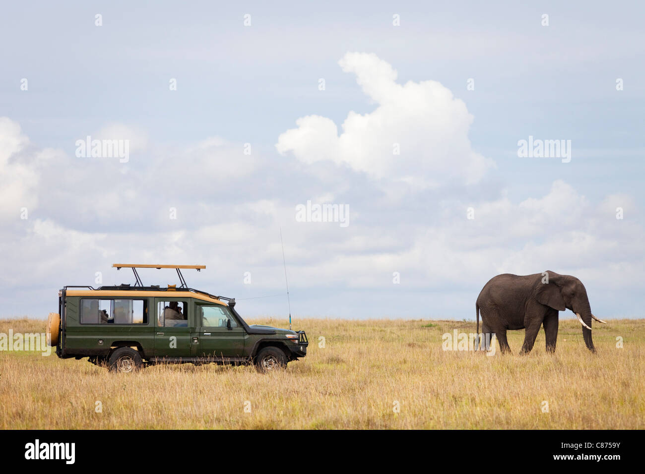 Safari-Fahrzeug und afrikanischen Bush Elefanten, Masai Mara National Reserve, Kenia Stockfoto