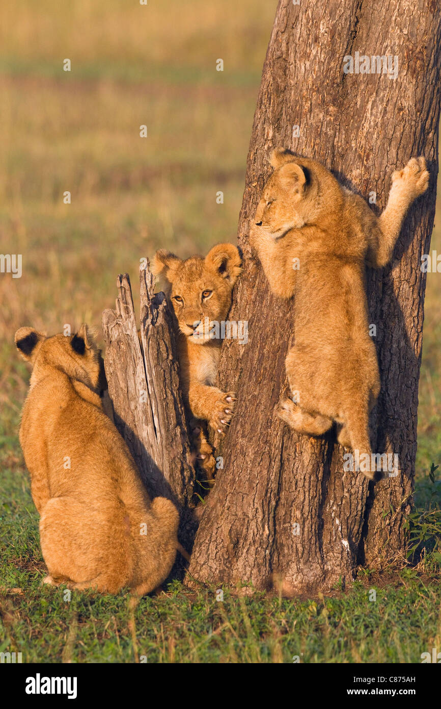 Löwenbabys im Baumstamm, Masai Mara National Reserve, Kenia Stockfoto