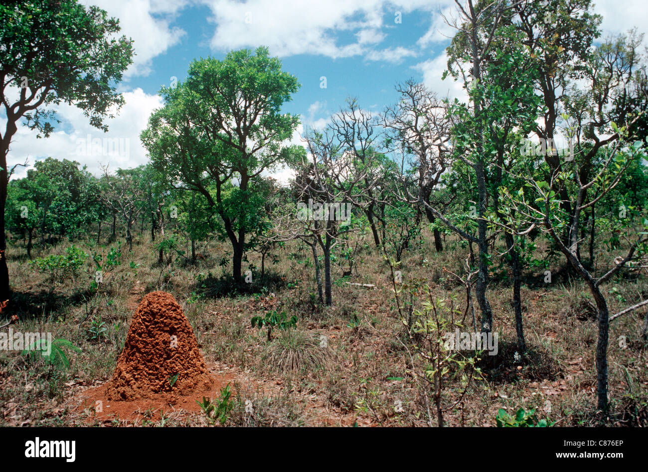 Campo Cerrado Savanne nach frischem Regen im Nationalpark von Brasilia, Brasilien Stockfoto